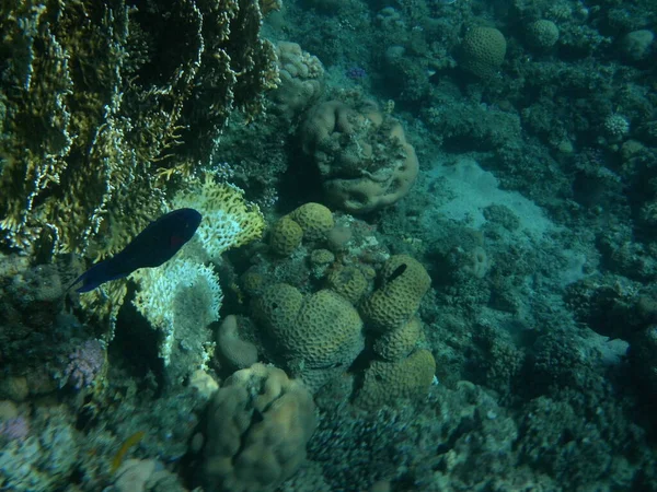 Mundo Submarino Dahab Arrecife Coral Con Peces Mar Rojo Arrecife — Foto de Stock