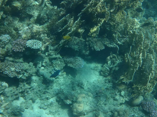 Podwodny Świat Dahab Rafa Koralowa Rybami Morzu Czerwonym Rafa Jest — Zdjęcie stockowe