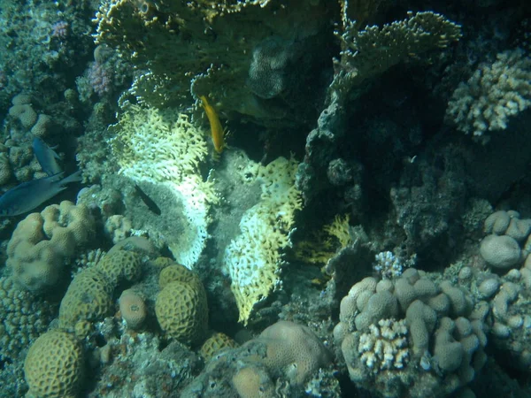 Dahab Sualtı Dünyası Kızıl Deniz Balıklı Mercan Kayalıkları Resif Canlı — Stok fotoğraf