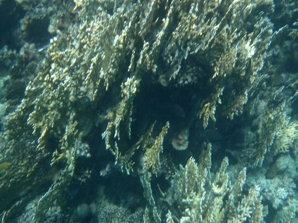 Monde Sous Marin Dahab Récif Corallien Avec Des Poissons Dans — Photo