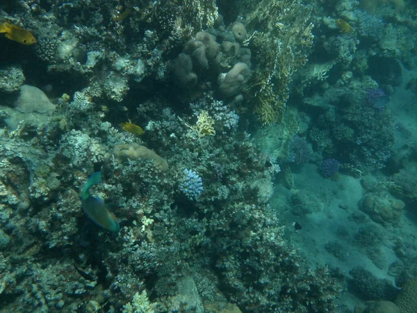 Mondo Sottomarino Dahab Barriera Corallina Con Pesci Nel Mar Rosso — Foto Stock