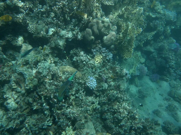 达哈布的水下世界红海里有鱼的珊瑚礁 珊瑚礁是由生物形成的生物地质结构 水下摄影 Dahab South Sinai Province Egypt — 图库照片