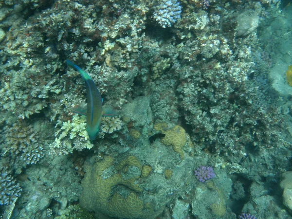 Mundo Submarino Dahab Arrecife Coral Con Peces Mar Rojo Arrecife —  Fotos de Stock