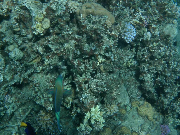 Onderwaterwereld Van Dahab Koraalrif Met Vis Rode Zee Een Rif — Stockfoto