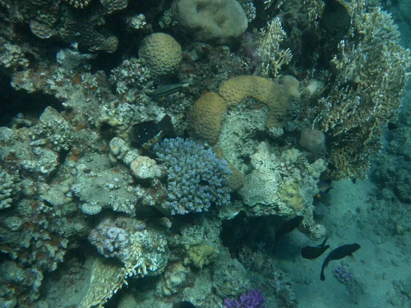 Die Unterwasserwelt Von Dahab Korallenriff Mit Fischen Roten Meer Ein — Stockfoto