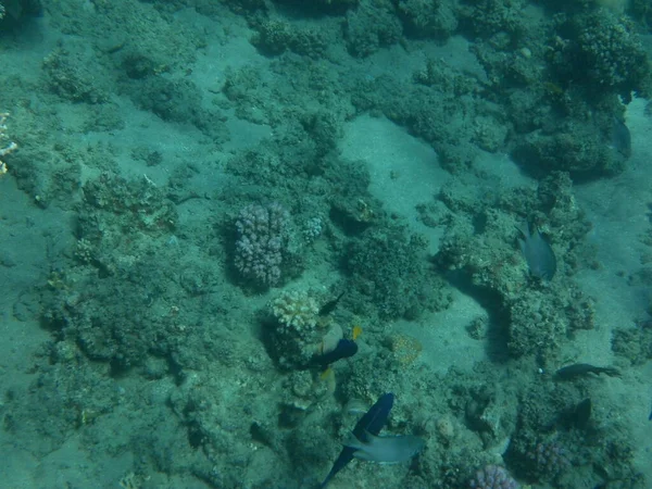 Underwater World Dahab Coral Reef Fish Red Sea Reef Biogeological — Stock Photo, Image