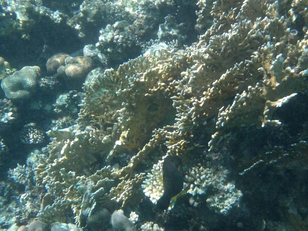 Dahab Sualtı Dünyası Kızıl Deniz Balıklı Mercan Kayalıkları Resif Canlı — Stok fotoğraf