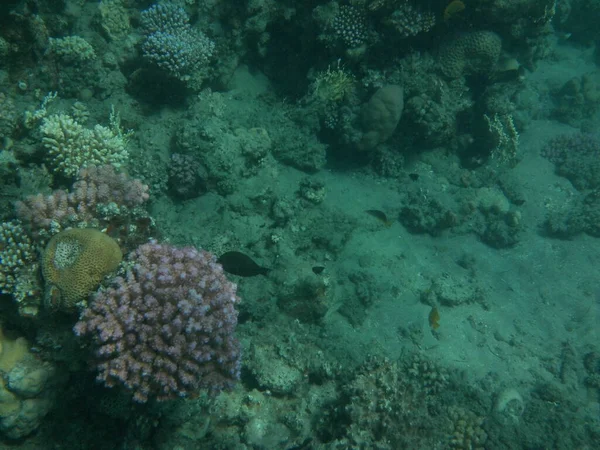 ダハブの水中世界 紅海の魚とサンゴのサンゴ礁 サンゴ礁は生物によって形成される生物学的構造である 水中写真 エジプト南シナイ県ダハブ — ストック写真