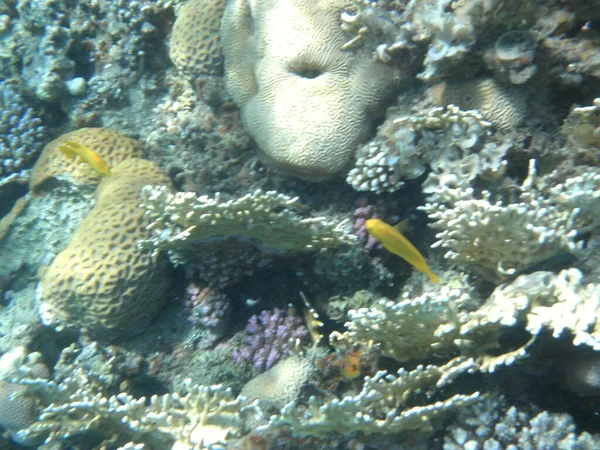 Mundo Subaquático Dahab Recife Coral Com Peixes Mar Vermelho Recife — Fotografia de Stock