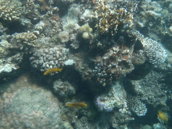 Monde Sous Marin Dahab Récif Corallien Avec Des Poissons Dans — Photo