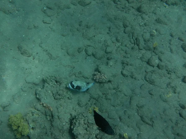 Die Unterwasserwelt Von Dahab Korallenriff Mit Fischen Roten Meer Ein — Stockfoto