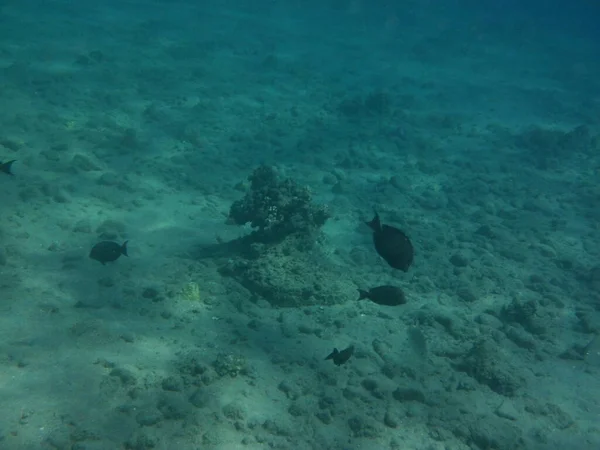 Mundo Submarino Dahab Arrecife Coral Con Peces Mar Rojo Arrecife —  Fotos de Stock