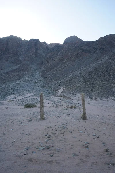 Пни Пальм Фоне Гор Дахаб Провинция Южный Синай Египет — стоковое фото