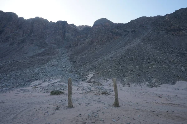 Hurma ağacının tomurcukları, dağların arkasına yaslanır. Dahab, Güney Sina Valiliği, Mısır 