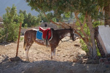 Eyer bir at ağaca bağlıdır. At, Equus ferus caballus, tek parmaklı evcil bir toynaklı memelidir. Equidae familyasına ait ve Equus ferus 'un iki alt türünden biridir. Dahab, Güney Sina Valiliği, Mısır 