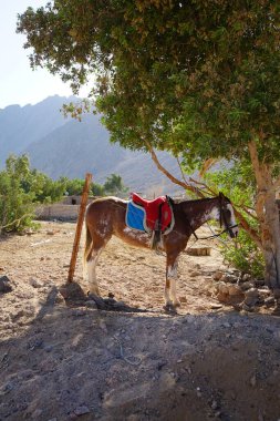 Eyer bir at ağaca bağlıdır. At, Equus ferus caballus, tek parmaklı evcil bir toynaklı memelidir. Equidae familyasına ait ve Equus ferus 'un iki alt türünden biridir. Dahab, Güney Sina Valiliği, Mısır 