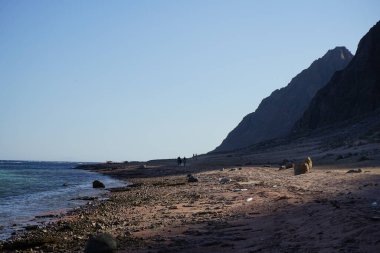 Turistler Kızıl Deniz kıyısı boyunca at sırtında geziyorlar. Dahab, Güney Sina Valiliği, Mısır 