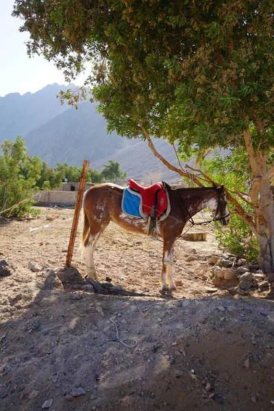 Ein Gesatteltes Pferd Wird Einen Baum Gebunden Das Pferd Equus — Stockfoto