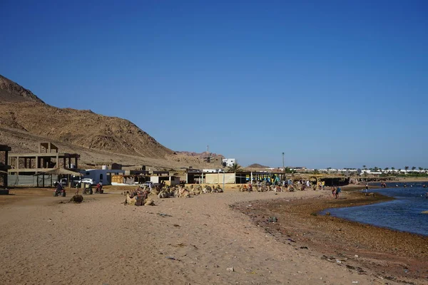 Camelos Encontram Nas Margens Mar Vermelho Golfo Aqaba Dahab Sul — Fotografia de Stock