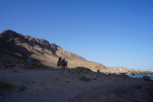 Turistturer Kameler Längs Röda Havets Strand Dahab Södra Sinai Governorate — Stockfoto