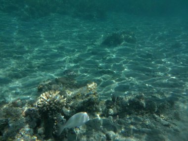 Dahab 'ın sualtı dünyası. Kızıl Deniz 'de balıklı mercan kayalıkları. Resif, canlı organizmalar tarafından oluşturulan biyojeolojik bir yapıdır. Su altı fotoğrafçılığı. Dahab, Güney Sina Valiliği, Mısır  