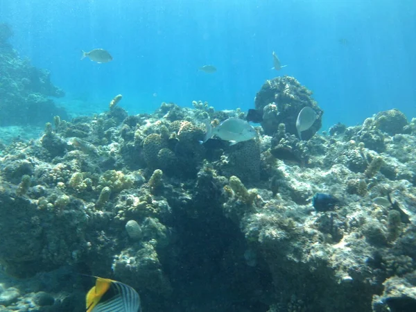 Mundo Submarino Dahab Arrecife Coral Con Peces Mar Rojo Arrecife — Foto de Stock