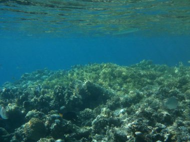 Dahab 'ın sualtı dünyası. Kızıl Deniz 'de balıklı mercan kayalıkları. Resif, canlı organizmalar tarafından oluşturulan biyojeolojik bir yapıdır. Su altı fotoğrafçılığı. Dahab, Güney Sina Valiliği, Mısır  