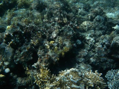 Dahab 'ın sualtı dünyası. Kızıl Deniz 'de balıklı mercan kayalıkları. Resif, canlı organizmalar tarafından oluşturulan biyojeolojik bir yapıdır. Su altı fotoğrafçılığı. Dahab, Güney Sina Valiliği, Mısır  