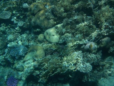 Dahab 'ın sualtı dünyası. Kızıl Deniz 'de balıklı mercan kayalıkları. Resif, canlı organizmalar tarafından oluşturulan biyojeolojik bir yapıdır. Su altı fotoğrafçılığı. Dahab, Güney Sina Valiliği, Mısır  