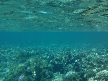 Dahab 'ın sualtı dünyası. Kızıl Deniz 'de balıklı mercan kayalıkları. Resif, canlı organizmalar tarafından oluşturulan biyojeolojik bir yapıdır. Su altı fotoğrafçılığı. Dahab, Güney Sina Valiliği, Mısır  
