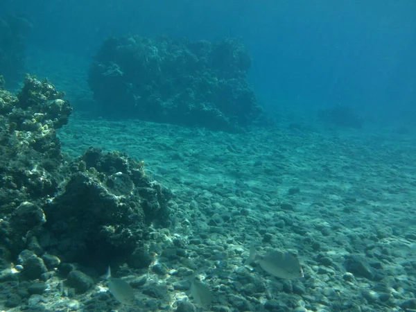 Підводний Світ Дахаба Кораловий Риф Рибою Червоному Морі Риф Біологічна — стокове фото