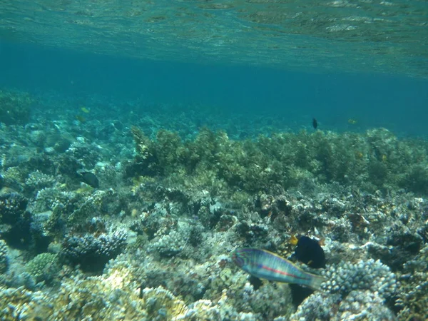 Mundo Subaquático Dahab Recife Coral Com Peixes Mar Vermelho Recife — Fotografia de Stock