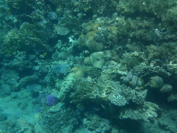 Mundo Subaquático Dahab Recife Coral Com Peixes Mar Vermelho Recife — Fotografia de Stock