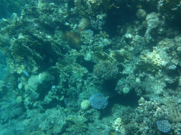 Mundo Submarino Dahab Arrecife Coral Con Peces Mar Rojo Arrecife —  Fotos de Stock