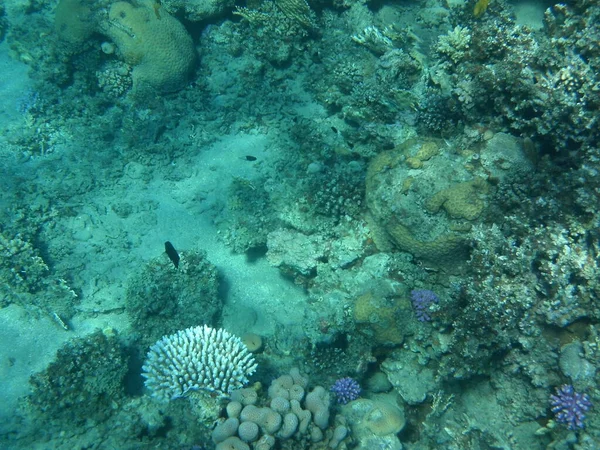 Mundo Submarino Dahab Arrecife Coral Con Peces Mar Rojo Arrecife —  Fotos de Stock