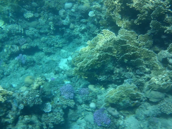 Onderwaterwereld Van Dahab Koraalrif Met Vis Rode Zee Een Rif — Stockfoto