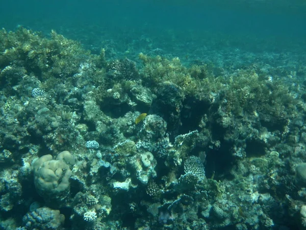 Underwater World Dahab Coral Reef Fish Red Sea Reef Biogeological — Stock Photo, Image