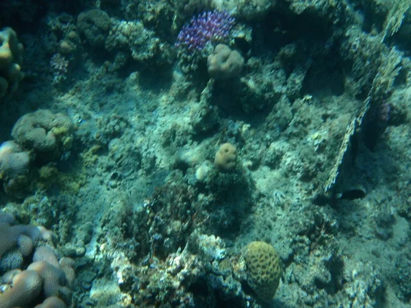 达哈布的水下世界红海里有鱼的珊瑚礁 珊瑚礁是由生物形成的生物地质结构 水下摄影 Dahab South Sinai Province Egypt — 图库照片