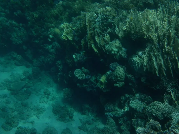Monde Sous Marin Dahab Récif Corallien Avec Des Poissons Dans — Photo