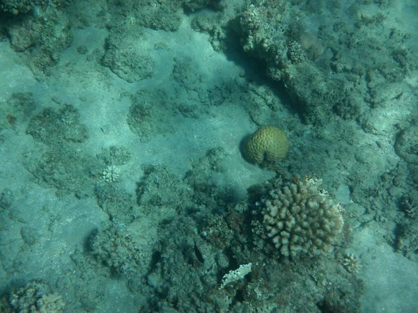 Mundo Submarino Dahab Arrecife Coral Con Peces Mar Rojo Arrecife —  Fotos de Stock