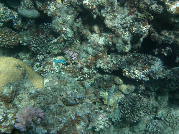 Mundo Submarino Dahab Arrecife Coral Con Peces Mar Rojo Arrecife — Foto de Stock