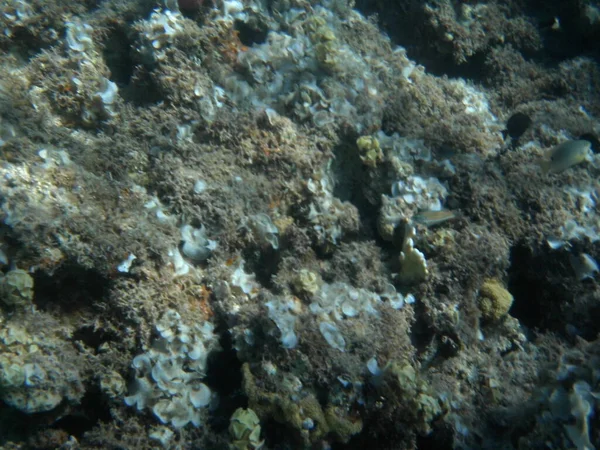 โลกใต าของดาฮ แนวปะการ บปลาในทะเลแดง แนวปะการ งเป นโครงสร างทางช ทยา ดจากส — ภาพถ่ายสต็อก