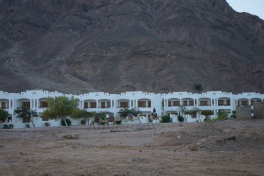 Deve kervanı otelin arka planına ve dağlara doğru gidiyor. Dahab, Güney Sina Valiliği, Mısır
