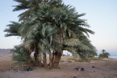 Akabe Körfezi 'nin Kızıldeniz kıyısında hurma ağaçları... Phoenix Dactylifera, Arecaceae familyasından bir bitki türü. Dahab, Mısır 