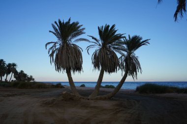 Akabe Körfezi 'nin Kızıldeniz kıyısında hurma ağaçları... Phoenix Dactylifera, Arecaceae familyasından bir bitki türü. Dahab, Mısır 