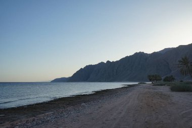 Akabe Körfezi 'nin Kızıldeniz kıyısında hurma ağaçları... Phoenix Dactylifera, Arecaceae familyasından bir bitki türü. Dahab, Mısır 