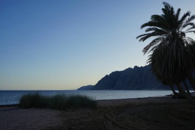Akabe Körfezi 'nin Kızıldeniz kıyısında hurma ağaçları... Phoenix Dactylifera, Arecaceae familyasından bir bitki türü. Dahab, Mısır 