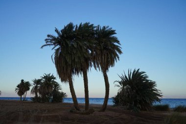 Akabe Körfezi 'nin Kızıldeniz kıyısında hurma ağaçları... Phoenix Dactylifera, Arecaceae familyasından bir bitki türü. Dahab, Mısır 