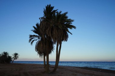 Akabe Körfezi 'nin Kızıldeniz kıyısında hurma ağaçları... Phoenix Dactylifera, Arecaceae familyasından bir bitki türü. Dahab, Mısır 