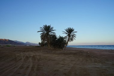 Akabe Körfezi 'nin Kızıldeniz kıyısında hurma ağaçları... Phoenix Dactylifera, Arecaceae familyasından bir bitki türü. Dahab, Mısır 